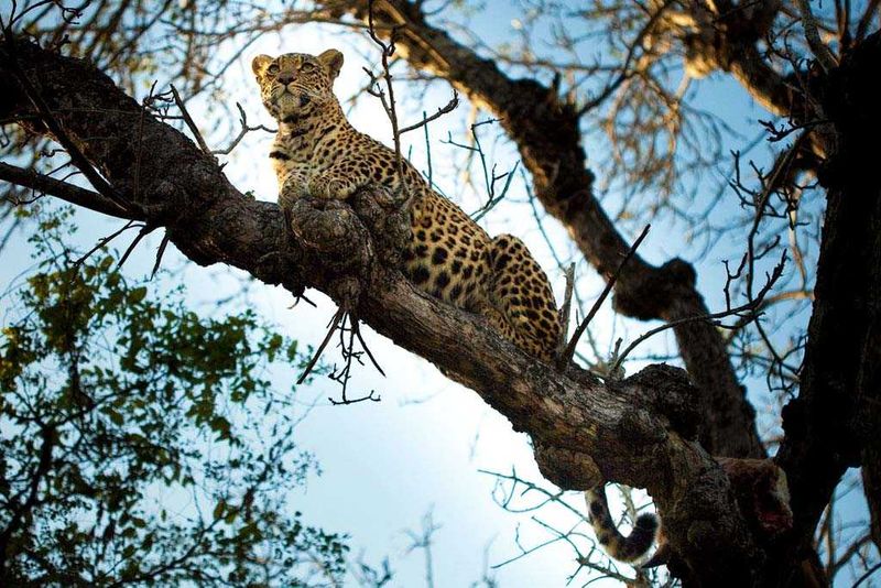 Chitwa's Leopards