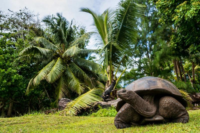 Visite a tartaruga gigante de Aldabra no Parque Nacional Marinho de Curieuse