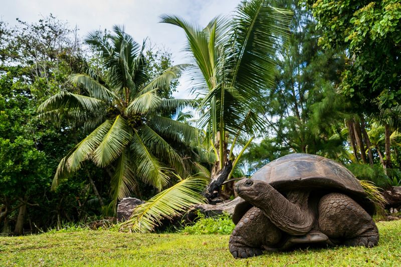 Visite a tartaruga gigante de Aldabra no Parque Nacional Marinho de Curieuse