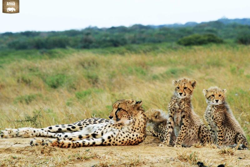 Lazy Cheetahs in Phinda