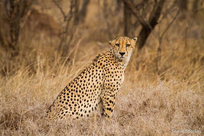 Cheetah at Thornybush Game Reserve