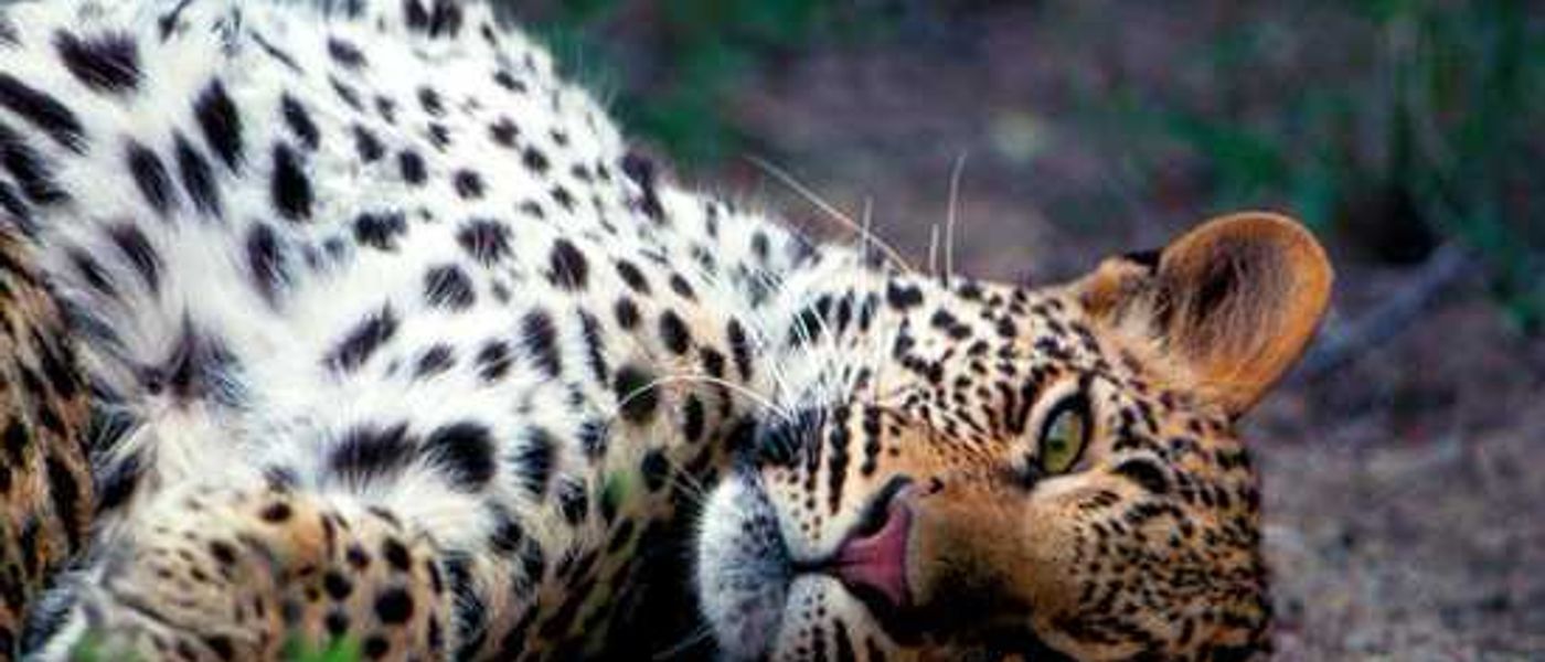 Londolozi Founders Camp Gets A Facelift