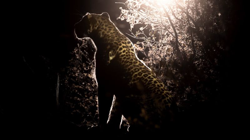 Leopardo ante la obscuridad de la noche