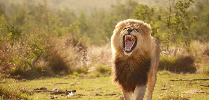 Safari-Lodges entlang der Garden Route wie Gondwana bescheren Ihnen tolle Löwensichtungen