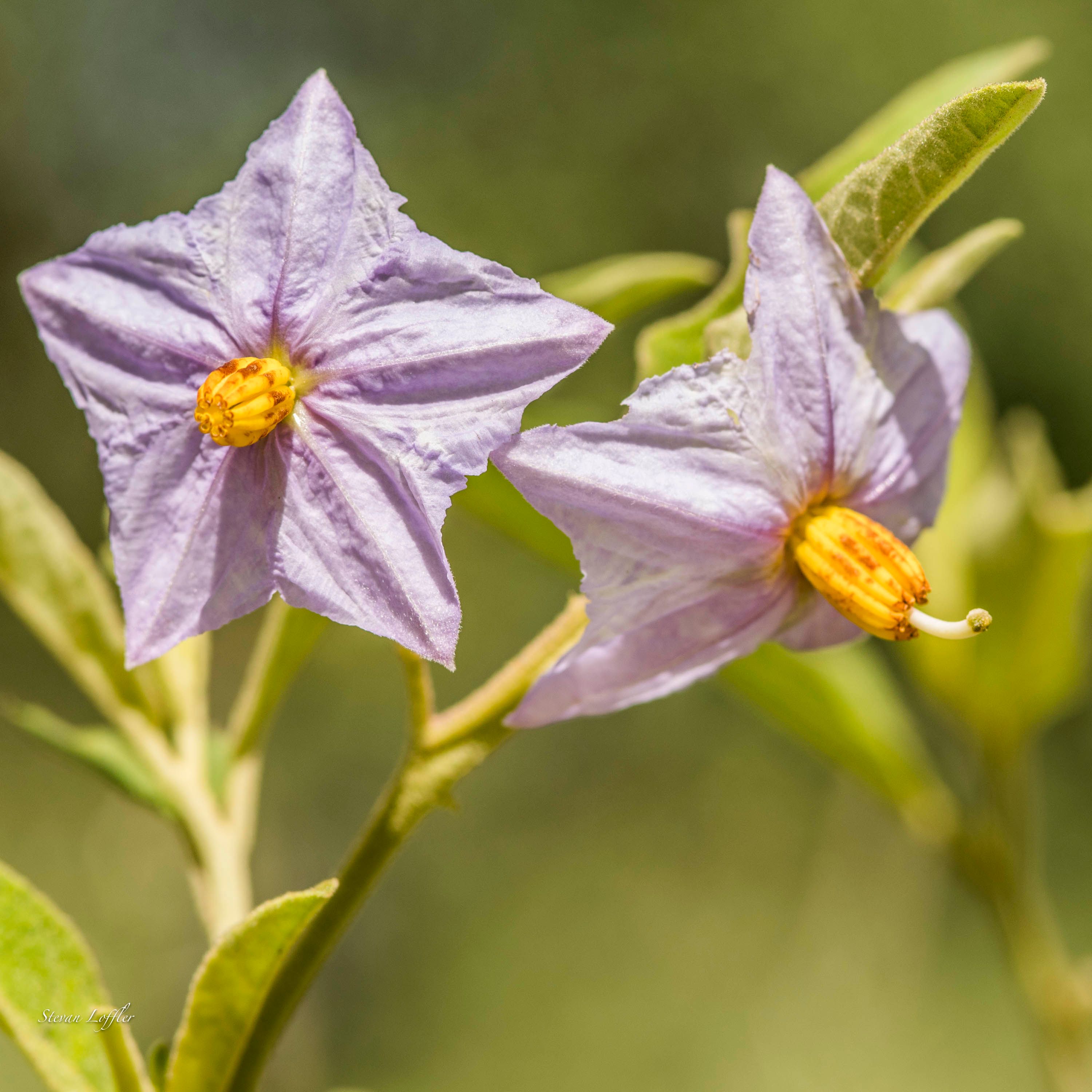 All Things Bright for Silvan’s Summer Flowers: Silvan Safari Blog