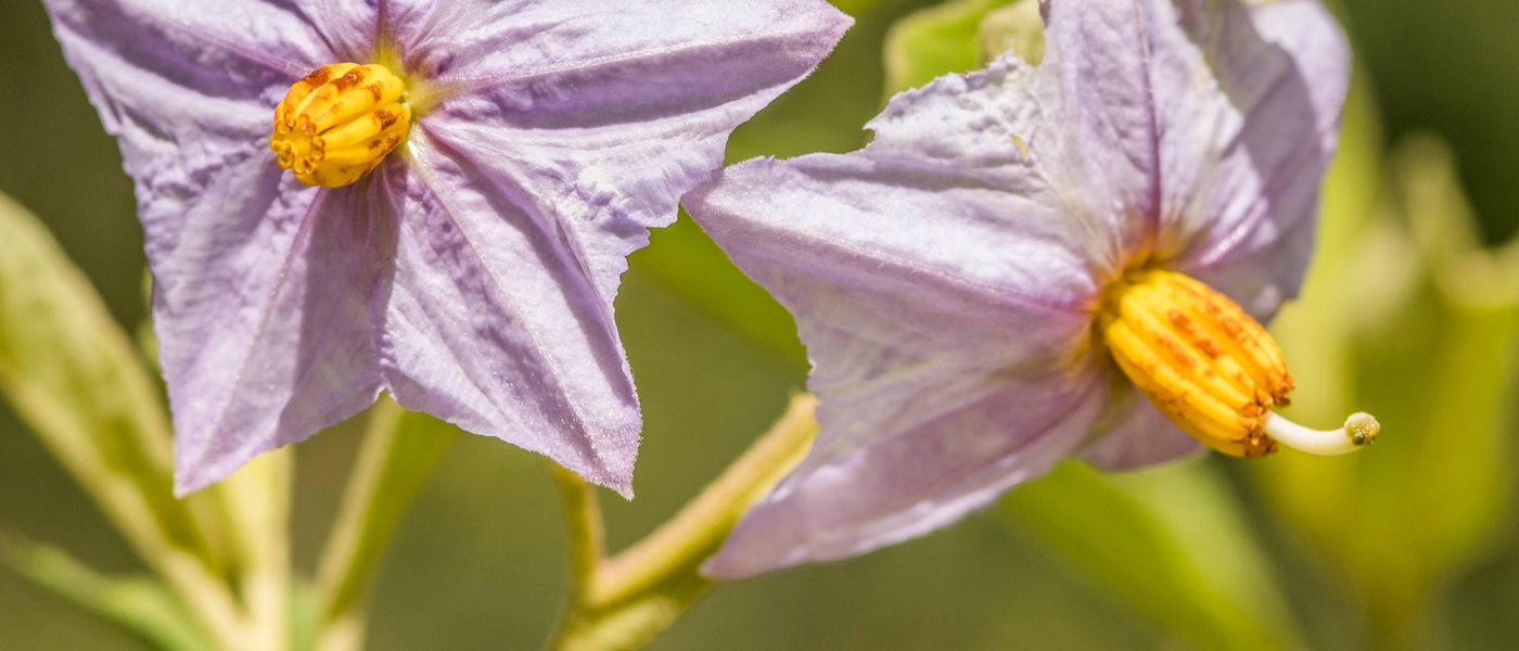 All Things Bright for Silvan’s Summer Flowers: Silvan Safari Blog