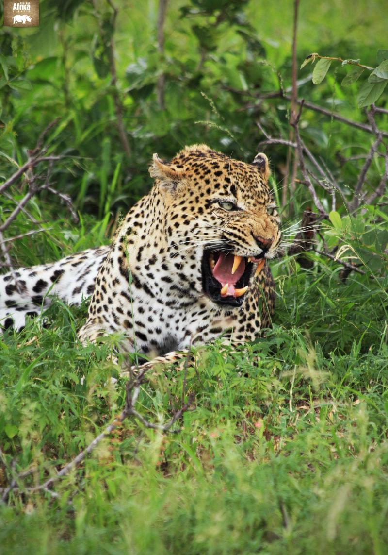 Leopard growling at Londolozi Private Game Reserve
