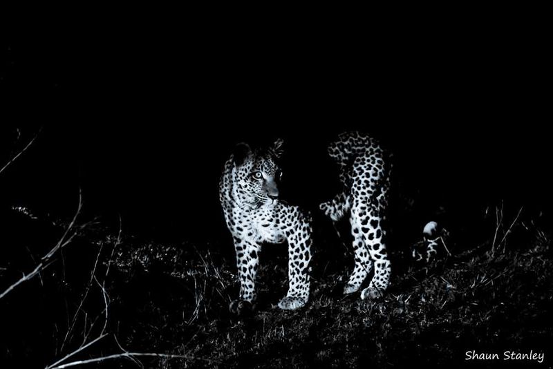 Leopard at Sabi Sabi Game Reserve