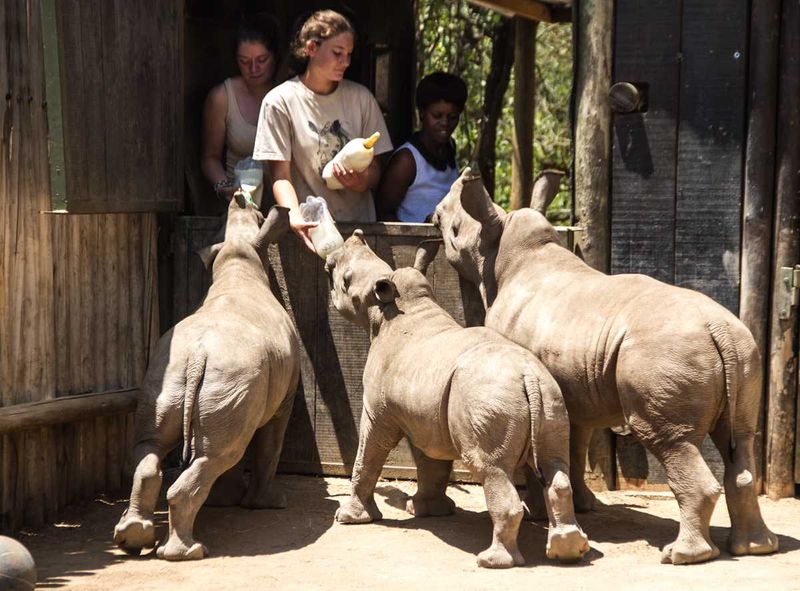 Feeding time at the rhino sanctuary