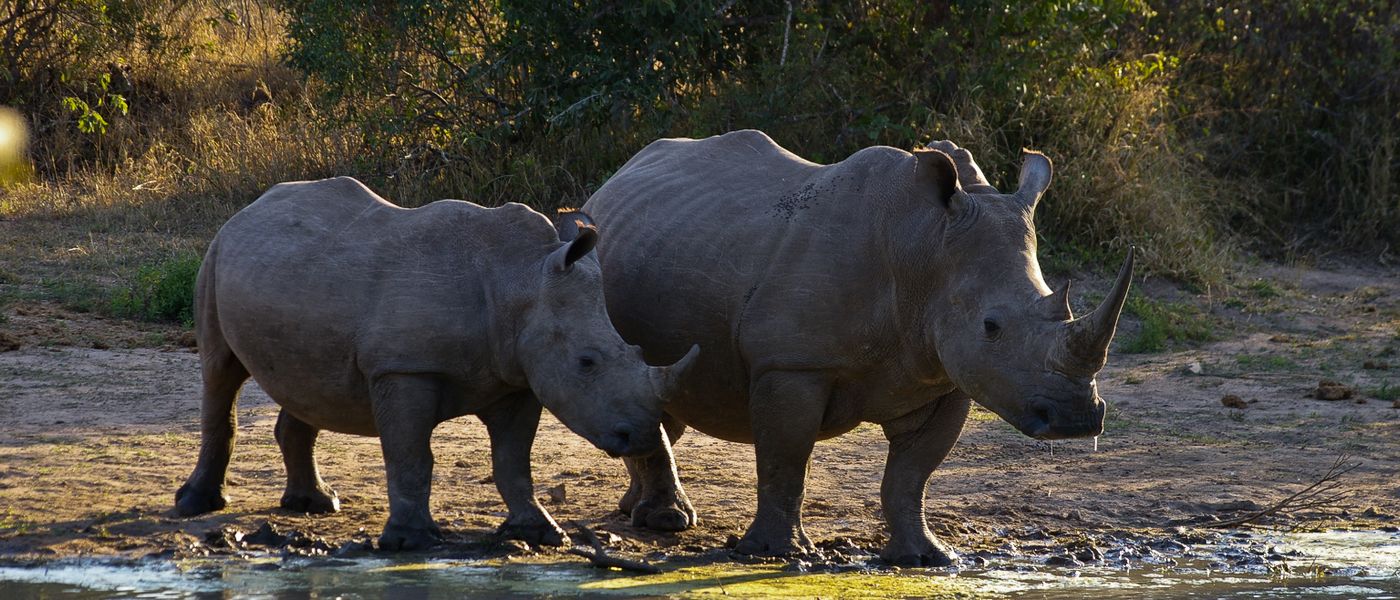 Silvan’s White Rhino Battle: Silvan Safari Blog