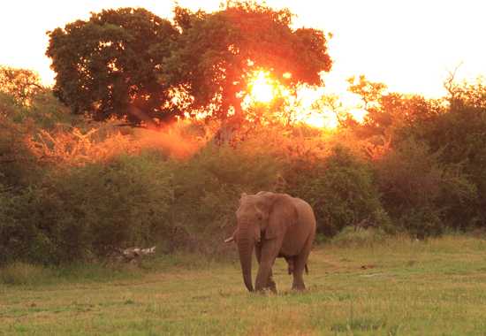 Madikwe Game Reserve Through Our Lens