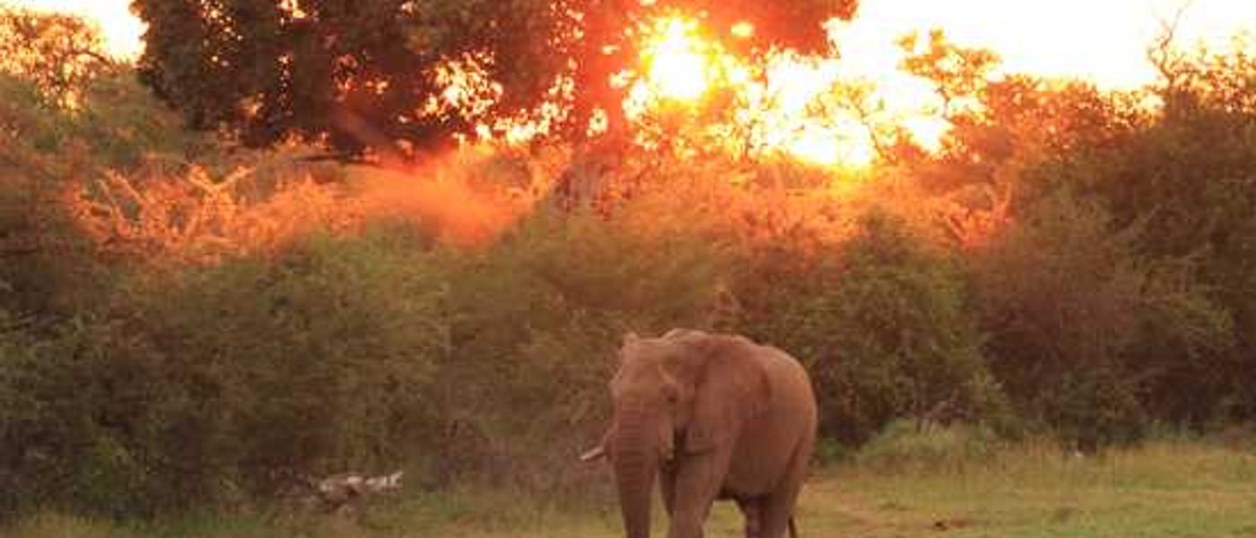 Madikwe Game Reserve Through Our Lens