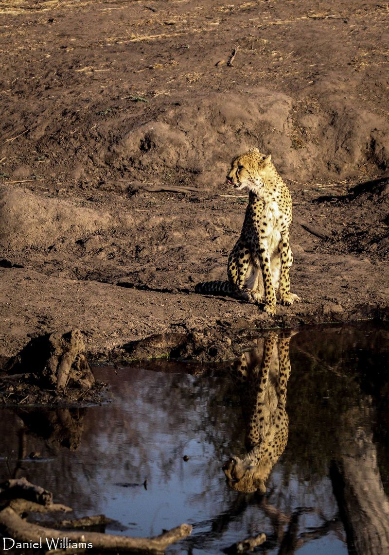 Cheetah-drinking