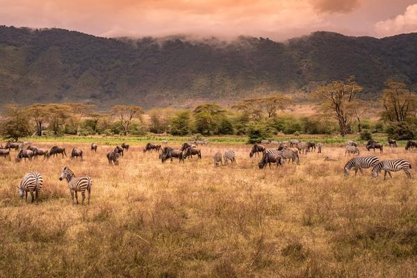 Ngorongoro Crater Safari: Why It Belongs on Your Tanzania Itinerary