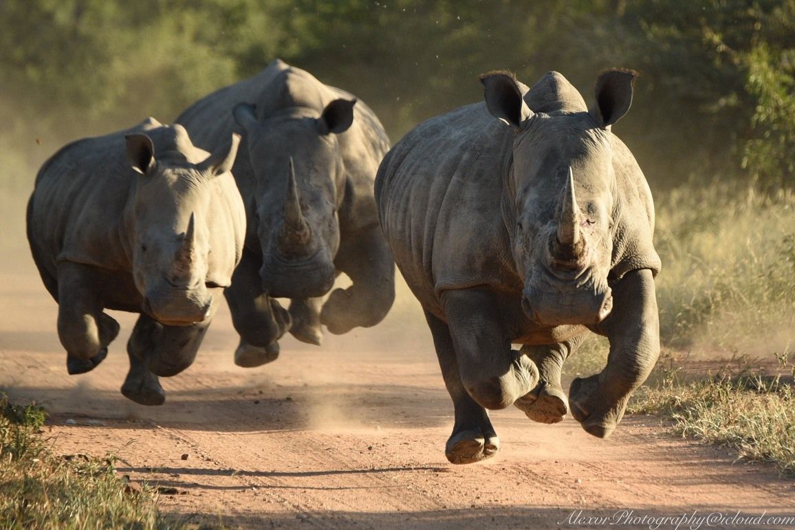 19 Of Our Favourite Big 5 Photos From Africa's Photographer Of The Year