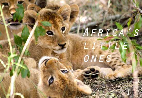 Young at Heart - See Africa's Offspring