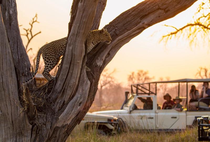 Safari en voiture tout-terrain en Afrique et léopard sur la branche d'un arbre à l'aube.
