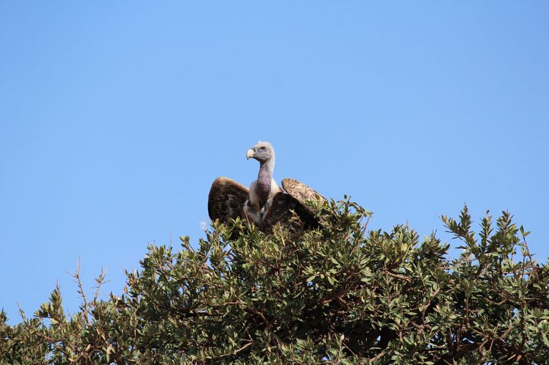 Vulture in Africa