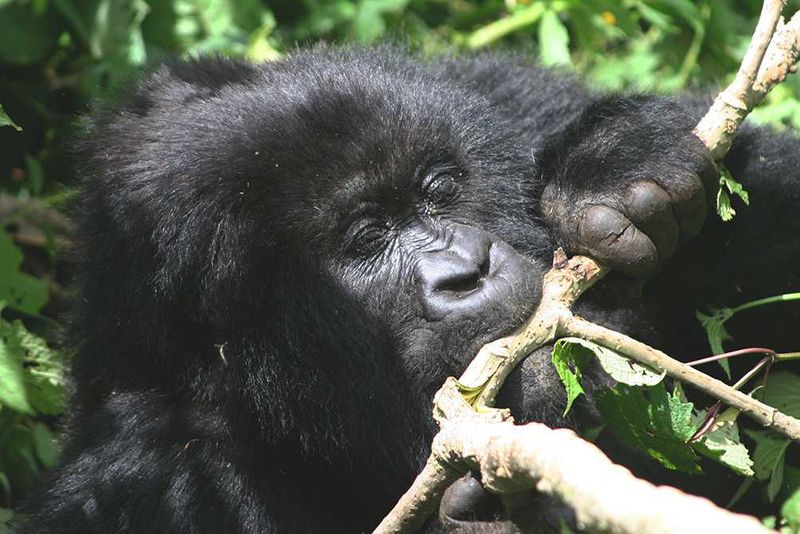 Gorilla busy tasting a branch