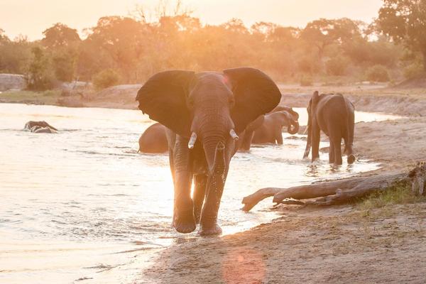 Sorgenfrei eine Safari in Covid-19-Zeiten buchen