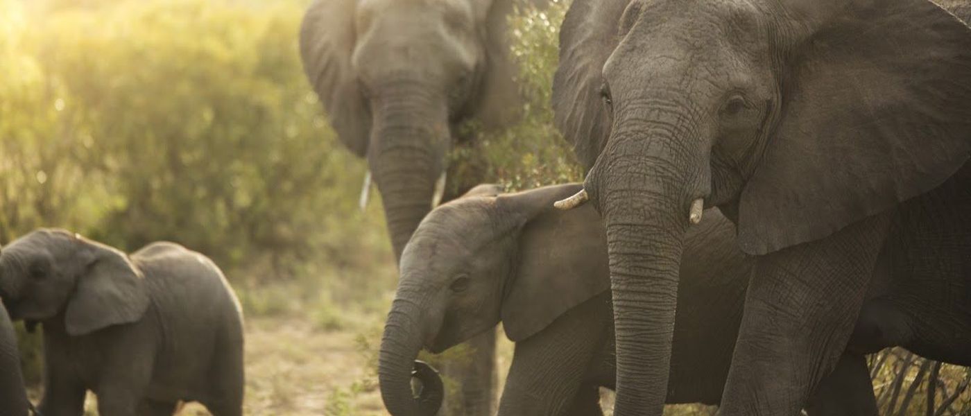 Die artenreiche Tierwelt in Botswana