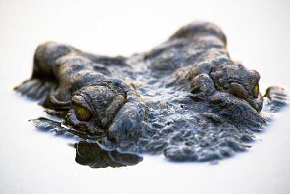 Silvan Safari Blog: Croc Luck