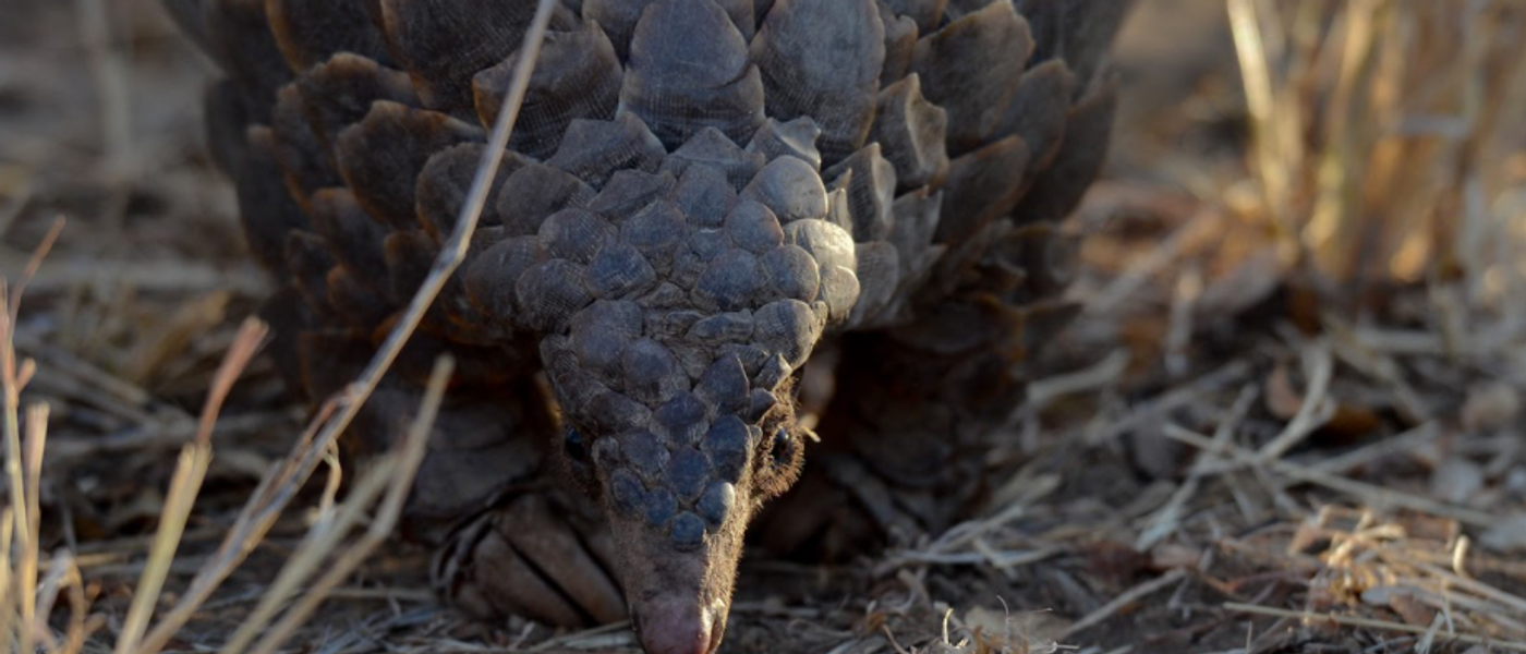 Meeting Africa’s Ghost, the Endangered Pangolin: Silvan Safari Blog
