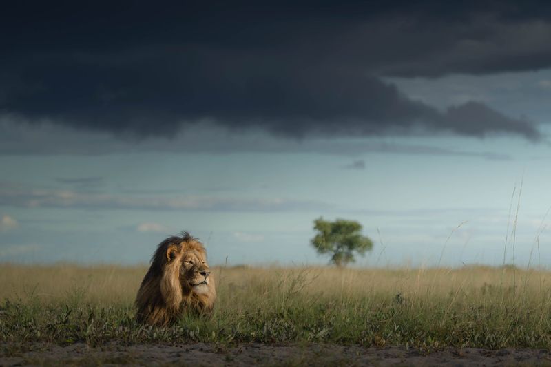 Lion in Liuwa Park