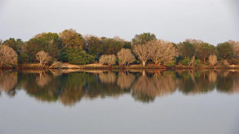 Bäume spiegeln im Sambesi-Fluss
