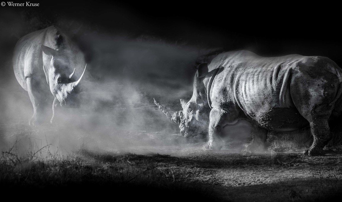 Wissenswertes über unser Lieblingstier: Das Nashorn