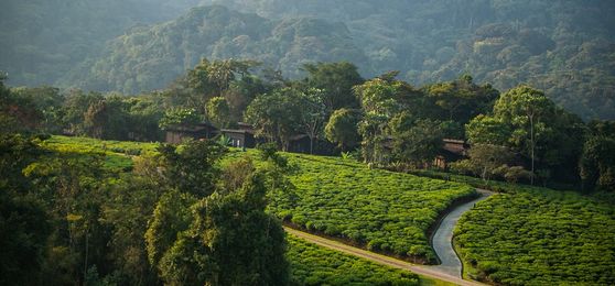 ¿Cuándo es la mejor época para visitar Ruanda?