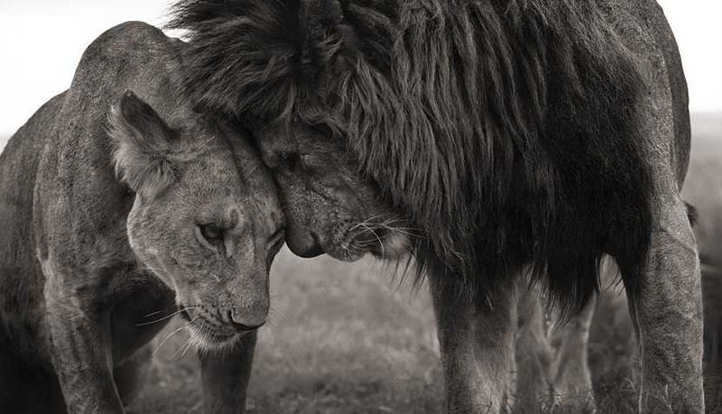 Embrace the beauty of Africa together on your honeymoon