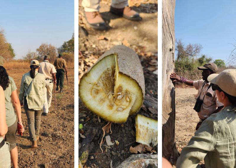 A collage image showing 3 scenes of a walking safari in South Luangwa in Zambia