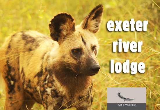 A Weekend at Exeter River Lodge - Sabi Sand 