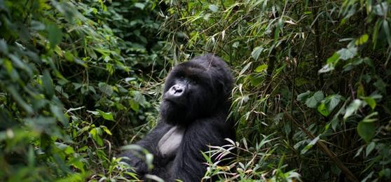 Should I Travel to Rwanda or Uganda to See Gorillas Right Now?