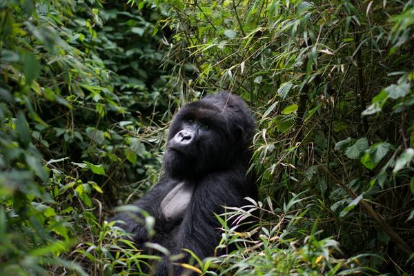 Should I Travel to Rwanda or Uganda to See Gorillas Right Now?