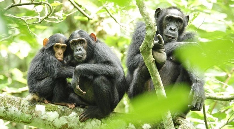 Conoce a los chimpancés en el Parque Nacional Kibale