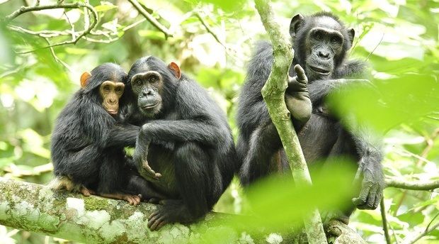 Conoce a los chimpancés en el Parque Nacional Kibale