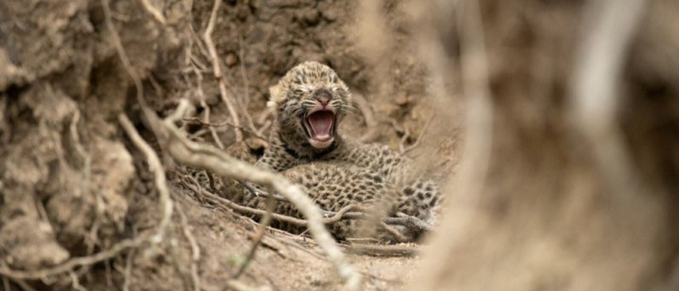 Londolozi: Nachwuchs bei den Leoparden in Sabi Sands