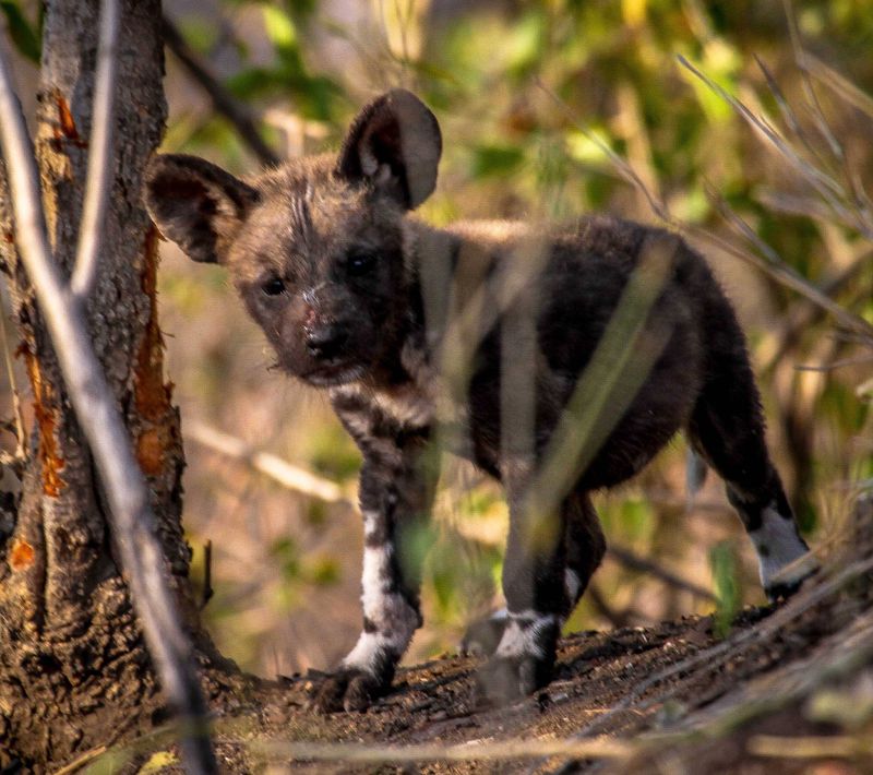 Wild-Dog-pup