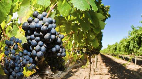 A Bit of Varietal: Part Two