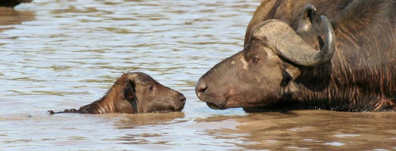 Baby buffalo swimming with its mother.