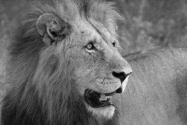 Sabi Sands Kruger Safari 