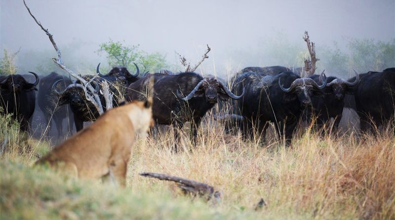 León ante una manada de búfalos en Botsuana