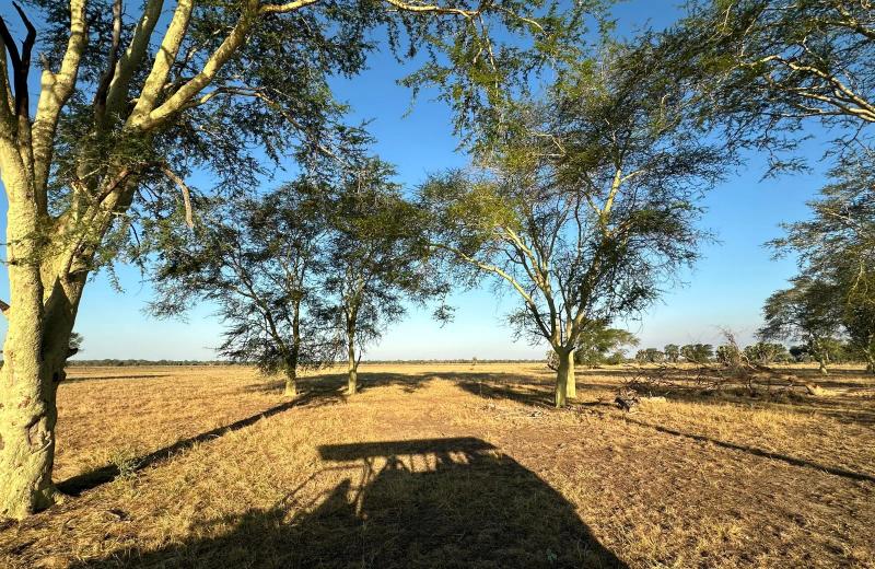 Safari vehicle driving through a fever tree landscape in Gorongosa National Park.