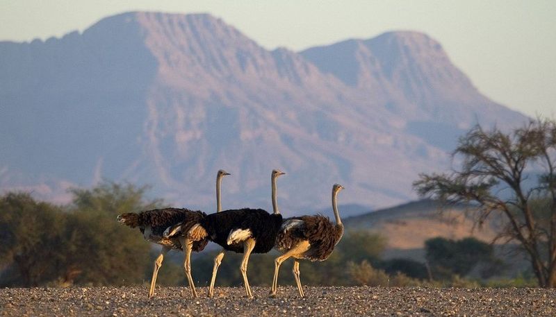 Strauße auf Safari in Namibia