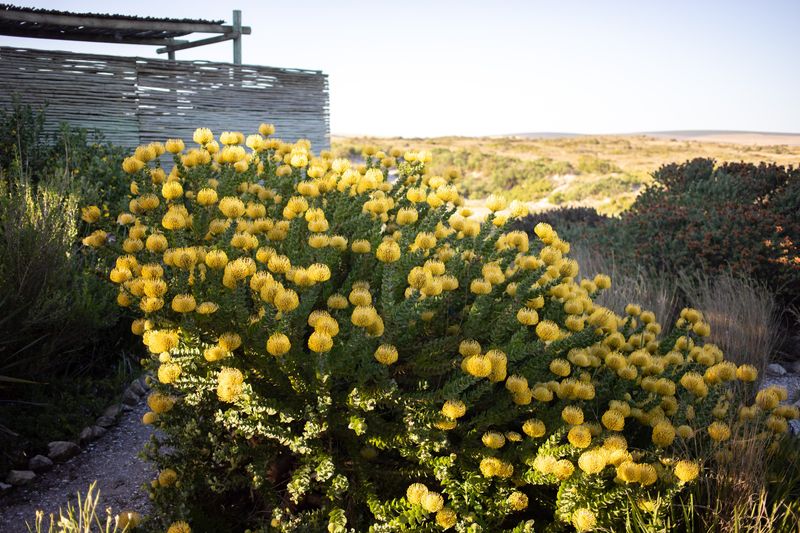 A wellness retreat at the Strandloper hotel surrounded by fynbos and beach.