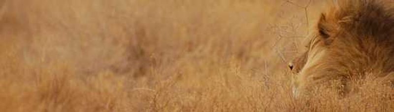 Africa's Big Cats - The African Lion