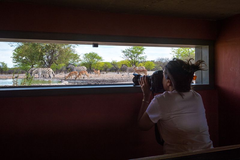 Woman in hide looing at elephants through camera lens