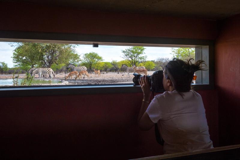 Woman in hide looing at elephants through camera lens